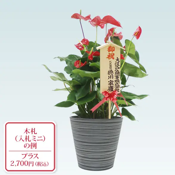 アンスリウム　赤色(エコフレンドリーポット付)　Ｍサイズ　入札付き