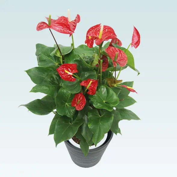 アンスリウム　赤色(エコフレンドリーポット付)　Ｍサイズ　正面上から