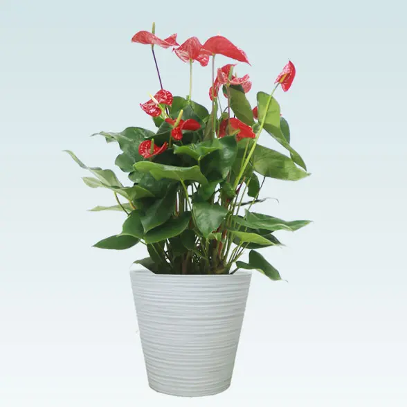 アンスリウム　赤色(エコフレンドリーポット付)　Ｍサイズ　ホワイト