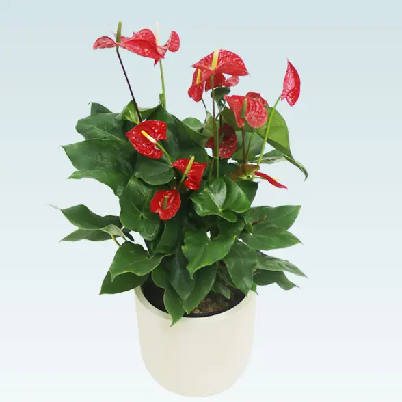 アンスリウム　赤色(Uポット型、グラスファイバー製鉢カバー付)4