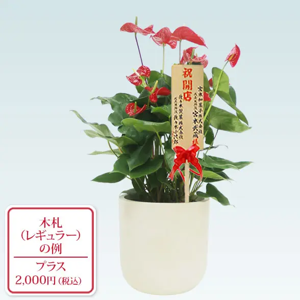 アンスリウム　赤色(Uポット型、グラスファイバー製鉢カバー付)9