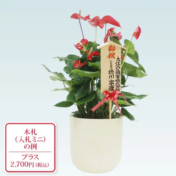 アンスリウム　赤色(Uポット型、グラスファイバー製鉢カバー付)10