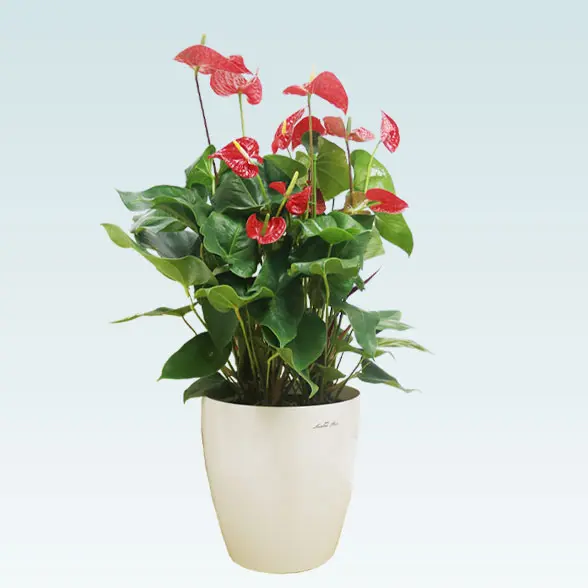 アンスリウム　赤色(ラスターポット付)　Ｍサイズ3