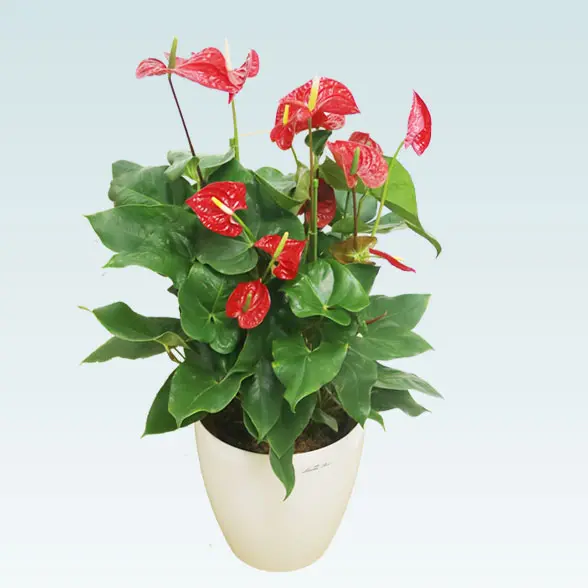 アンスリウム　赤色(ラスターポット付)　Ｍサイズ4