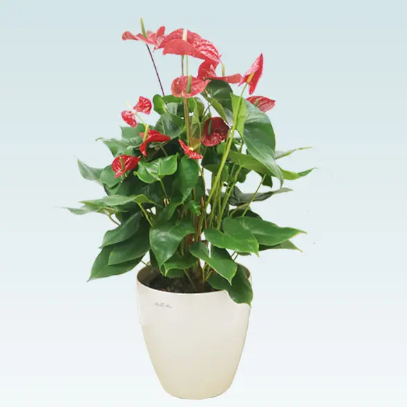 アンスリウム　赤色(ラスターポット付)　Ｍサイズ5