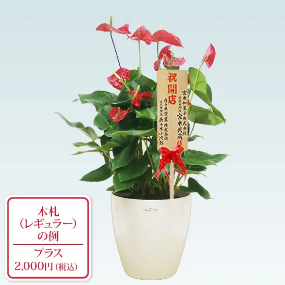 アンスリウム　赤色(ラスターポット付)　Ｍサイズ9