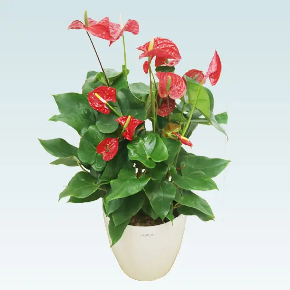 アンスリウム　赤色(ラスターポット付)　Ｍサイズ11