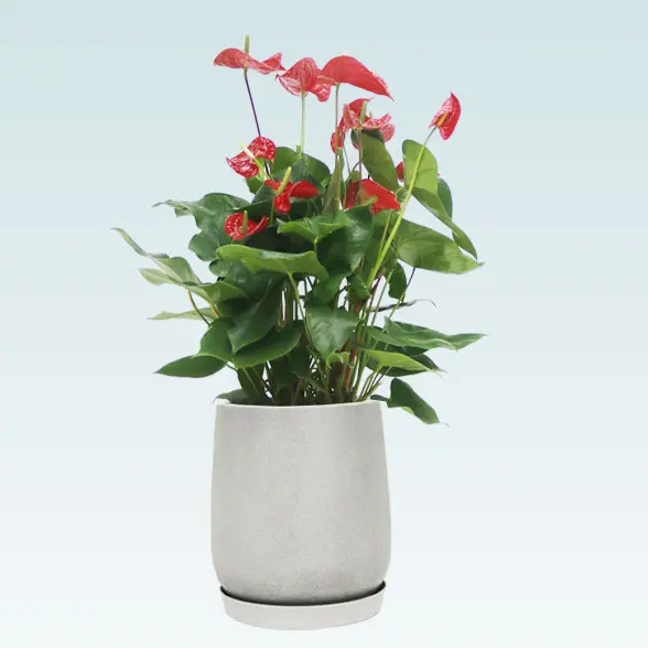 アンスリウム　赤色(グラスファイバー製鉢植込み、チューリップ型)　1正面