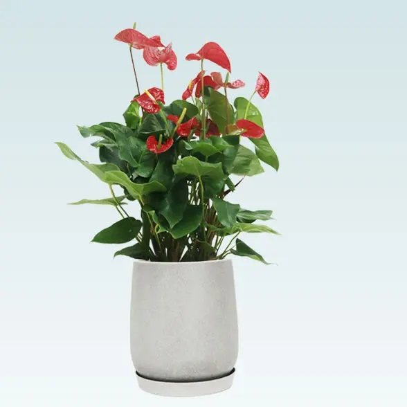 アンスリウム　赤色(グラスファイバー製鉢植込み、チューリップ型)　３左横