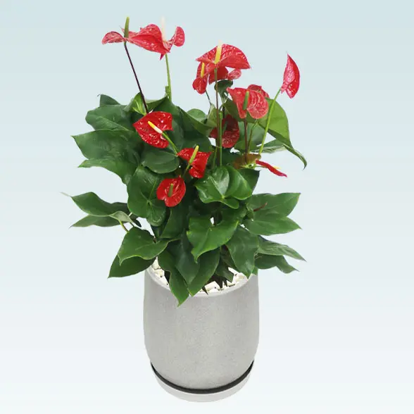 アンスリウム　赤色(グラスファイバー製鉢植込み、チューリップ型)　４左上