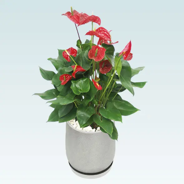 アンスリウム　赤色(グラスファイバー製鉢植込み、チューリップ型)　右上