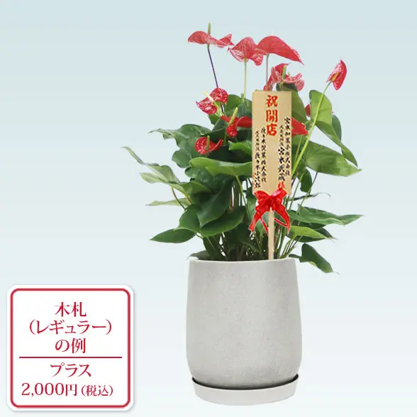アンスリウム　赤色(グラスファイバー製鉢植込み、チューリップ型)　レギュラー札付き