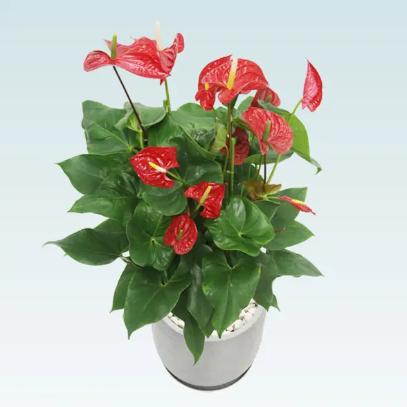 アンスリウム　赤色(グラスファイバー製鉢植込み、チューリップ型)　正面上