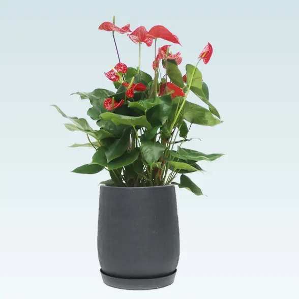 アンスリウム　赤色(グラスファイバー製鉢植込み、チューリップ型)　正面、鉢ｸﾞﾚｰ