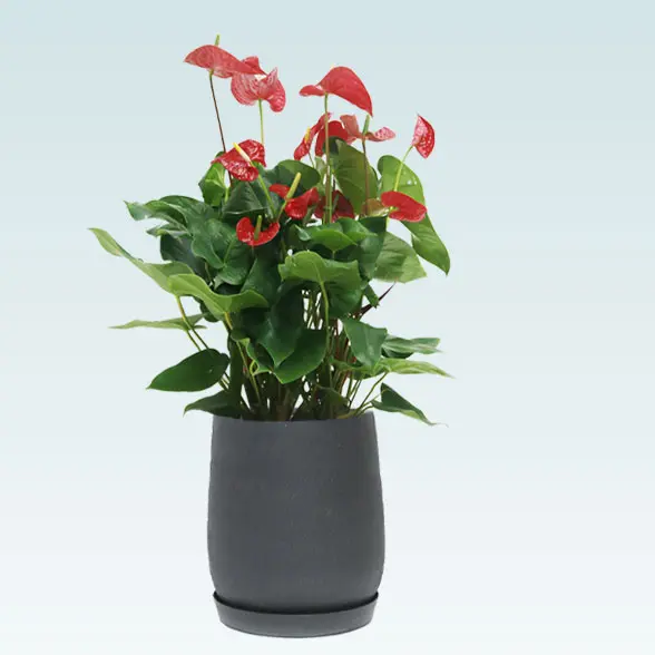 アンスリウム　赤色(グラスファイバー製鉢植込み、チューリップ型)　左横、鉢グレー