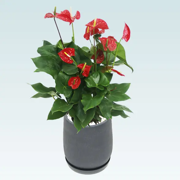 アンスリウム　赤色(グラスファイバー製鉢植込み、チューリップ型)　左上、鉢グレー