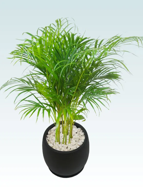 アレカヤシ(グラスファイバー製鉢植込み、バルーン型)　3