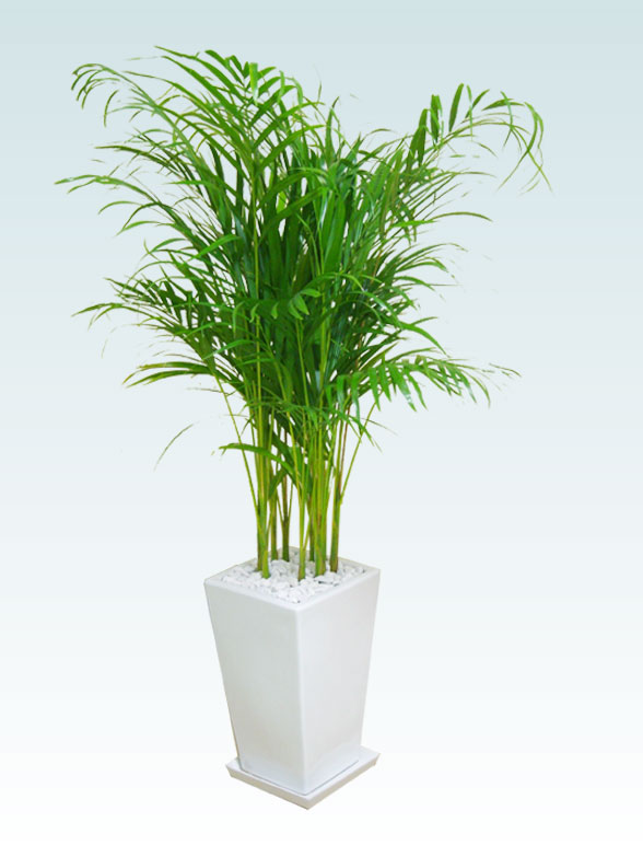 アレカヤシ 陶器鉢植込み スクエアタイプ白色 スタイリッシュ 観葉植物の販売 通販の観葉植物のオアシス
