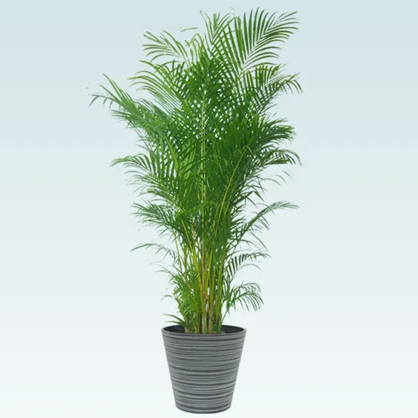 アレカヤシ。観葉植物。鉢ごと無料で発送致します。 rg100013_tmbb_cp.jpg