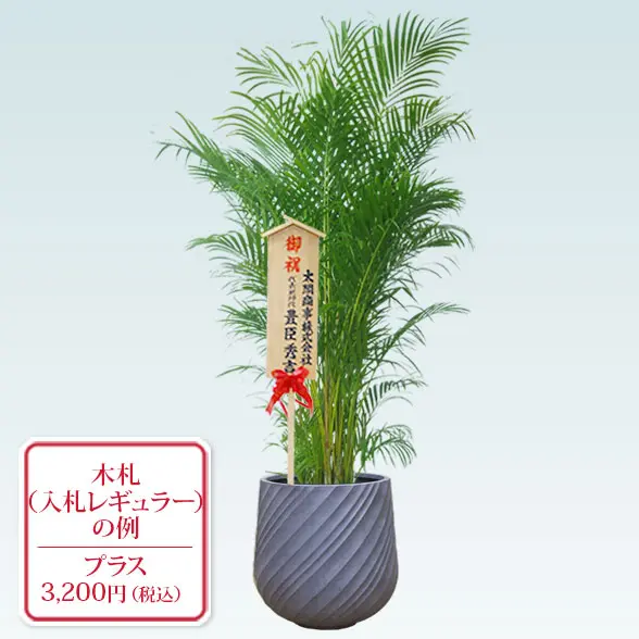 アレカヤシ(スパイラル型、グラスファイバー製鉢カバー付)　Lサイズ　グレー　入札付き