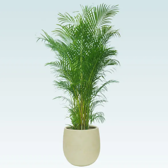 アレカヤシ ファイバー鉢 お皿付き 【公式通販】