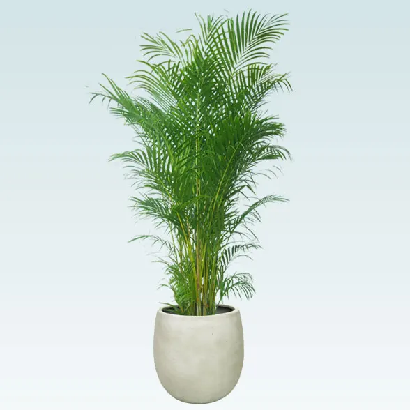 アレカヤシ(バルーン型、グラスファイバー製鉢カバー付)　Lサイズ　