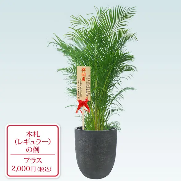アレカヤシ(エッグポット型、グラスファイバー製鉢カバー付)　Lサイズ レギュラー札付き