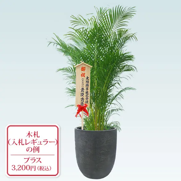 アレカヤシ(エッグポット型、グラスファイバー製鉢カバー付)　Lサイズ　入札付き