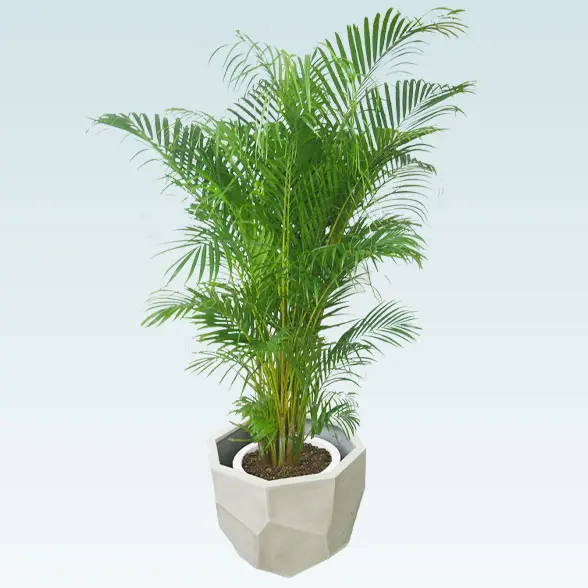 アレカヤシ(多面体型、グラスファイバー製鉢カバー付)　Lサイズu上から