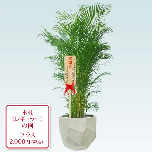 アレカヤシ(多面体型、グラスファイバー製鉢カバー付)　Lサイズレギュラー札付き