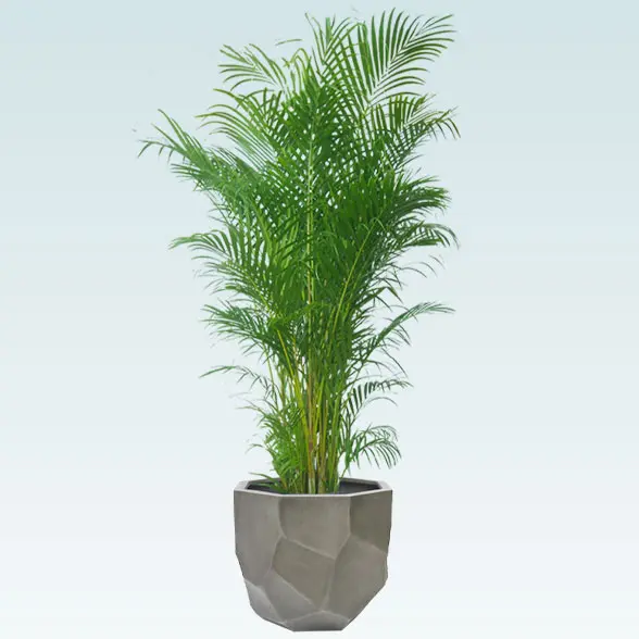 アレカヤシ(多面体型、グラスファイバー製鉢カバー付)　Lサイズ　グレー