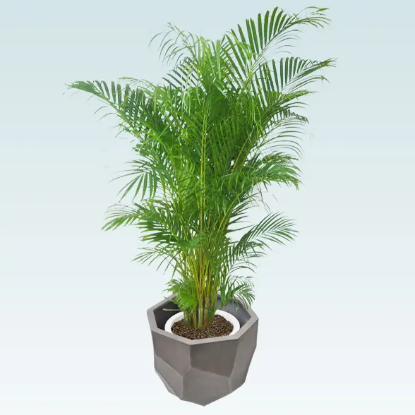 アレカヤシ(多面体型、グラスファイバー製鉢カバー付)　Lサイズ　グレー　上から