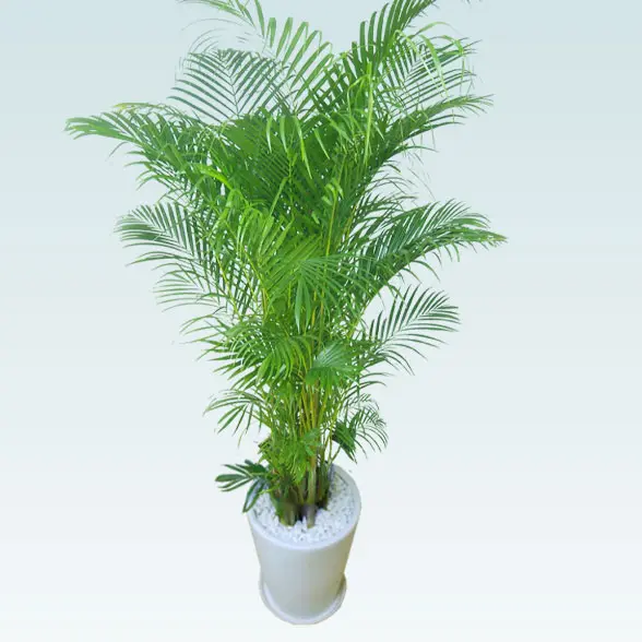 アレカヤシ観葉植物 約200cm 白鉢付き アレカヤシ(陶器鉢、ラウンドタイプ白色)Lサイズ/観葉植物の