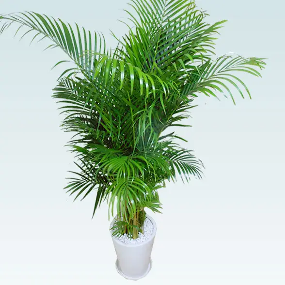 アレカヤシ(陶器鉢植込み、ラウンドタイプ白色)　Lサイズ6