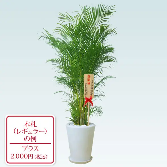 アレカヤシ観葉植物 約200cm 白鉢付き アレカヤシ(陶器鉢、ラウンドタイプ白色)Lサイズ/観葉植物の