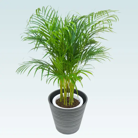 アレカヤシ(エコフレンドリーポット付)　Ｍサイズ　横から