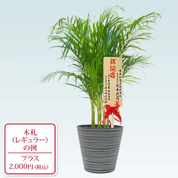 アレカヤシ(エコフレンドリーポット付)　Ｍサイズ　レギュラー札付き