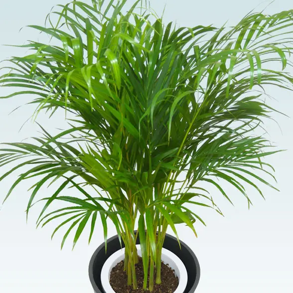 アレカヤシ(エコフレンドリーポット付)　Ｍサイズ　拡大