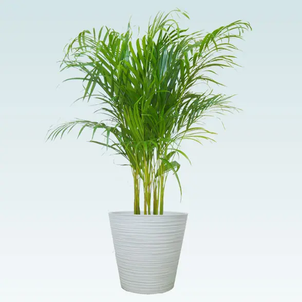 アレカヤシ(エコフレンドリーポット付)　Ｍサイズ　ホワイト