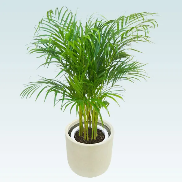 アレカヤシ(Uポット型、グラスファイバー製鉢カバー付)　Ｍサイズ3