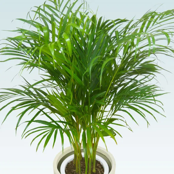 アレカヤシ(Uポット型、グラスファイバー製鉢カバー付)　Ｍサイズ11