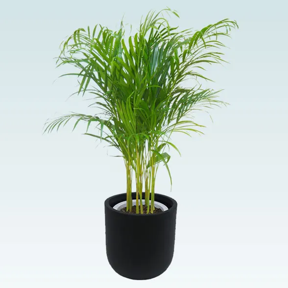 アレカヤシ(Uポット型、グラスファイバー製鉢カバー付)　Ｍサイズ91