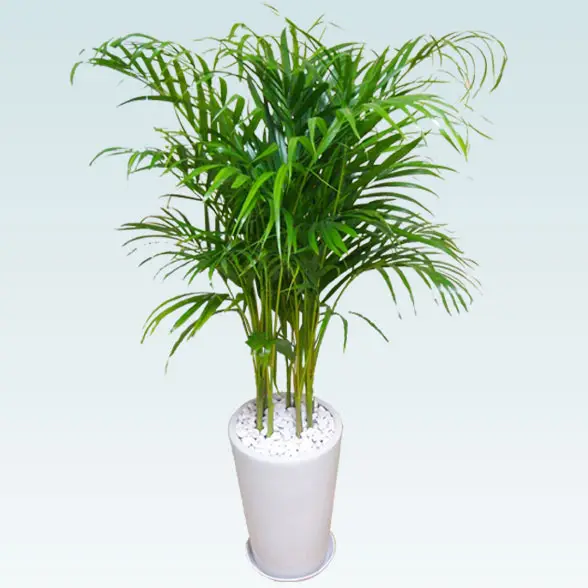 アレカヤシ(陶器鉢植込み、ラウンドタイプ白色)11