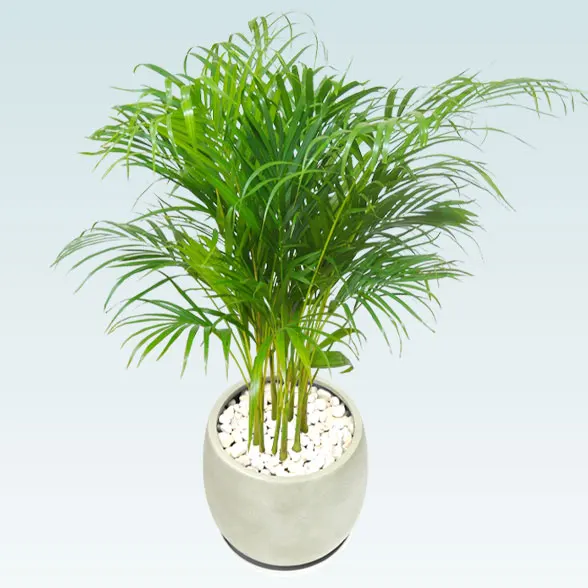 アレカヤシ(グラスファイバー製鉢植込み、バルーン型)　3