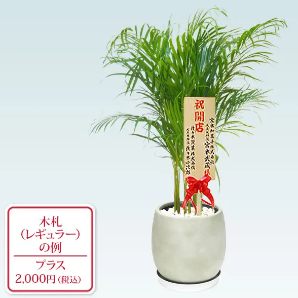 アレカヤシ(グラスファイバー製鉢植込み、バルーン型)　9