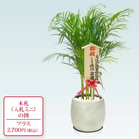アレカヤシ(グラスファイバー製鉢植込み、バルーン型)　10