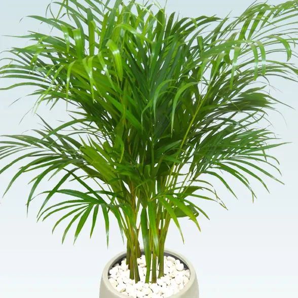 アレカヤシ(グラスファイバー製鉢植込み、バルーン型)　11