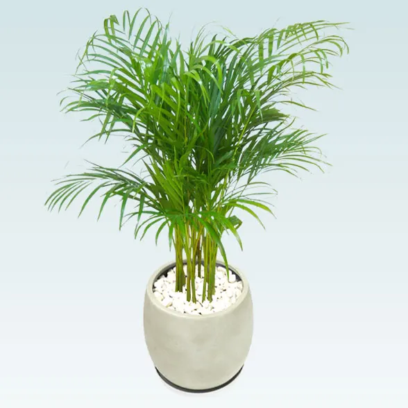 アレカヤシ(グラスファイバー製鉢植込み、バルーン型)　20