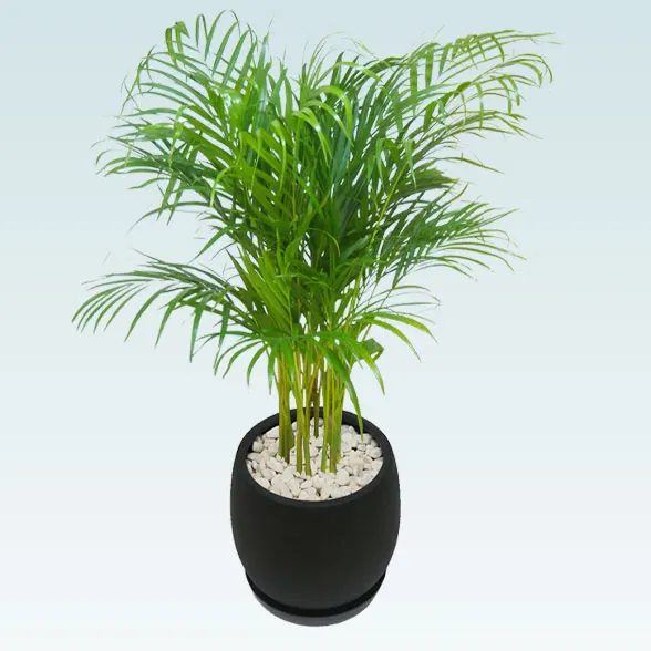 アレカヤシ(グラスファイバー製鉢植込み、バルーン型)　20