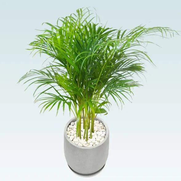 アレカヤシ(グラスファイバー製鉢植込み、チューリップ型)3